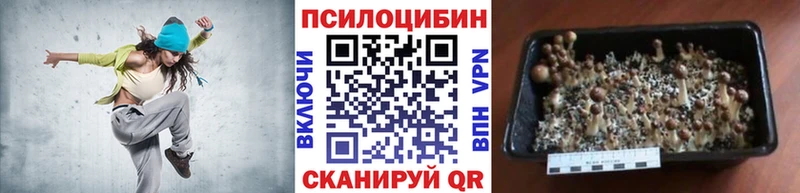 Псилоцибиновые грибы Cubensis  Купить где  Нестеровская 